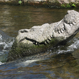 krokodil